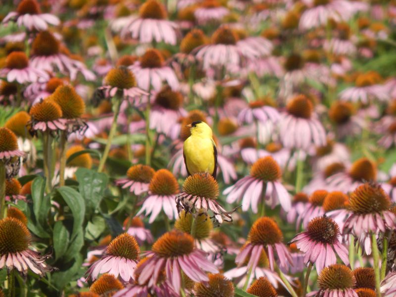 Echinacea