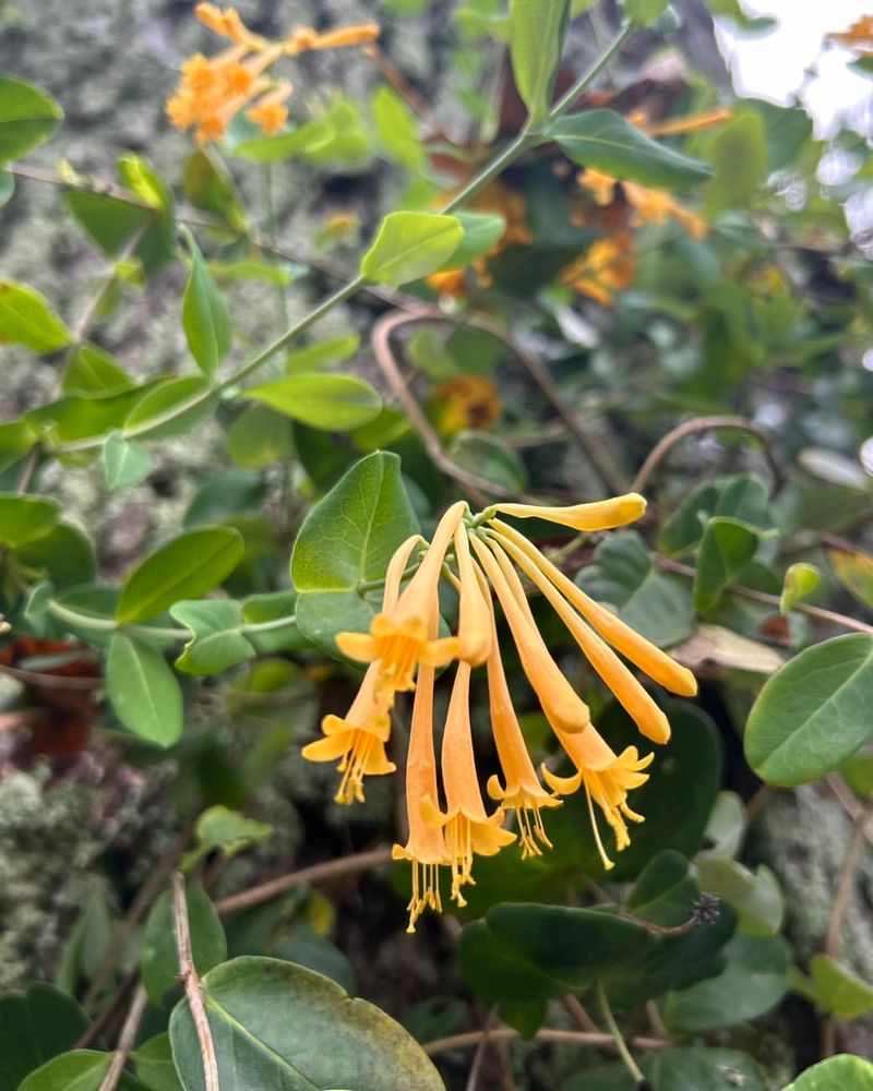 Trumpet Honeysuckle