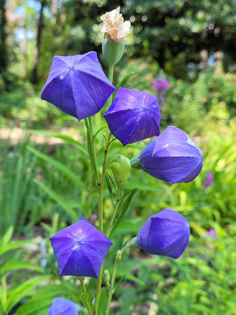 Balloon Flower