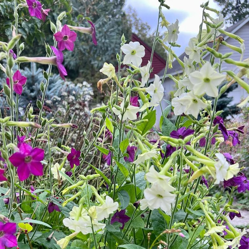 Nicotiana