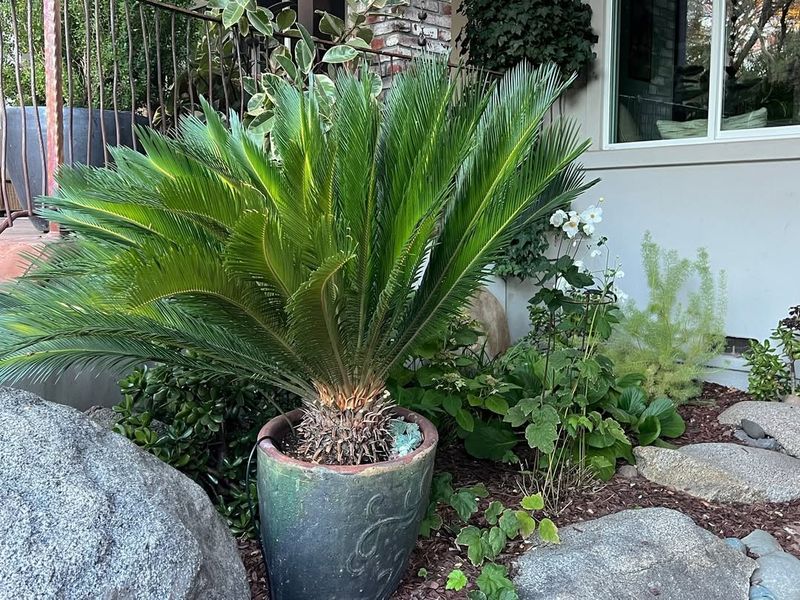 Sago Palm