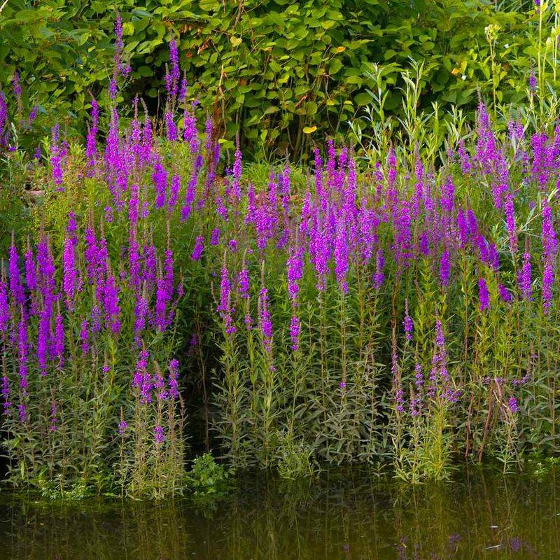 Purple Loosestrife