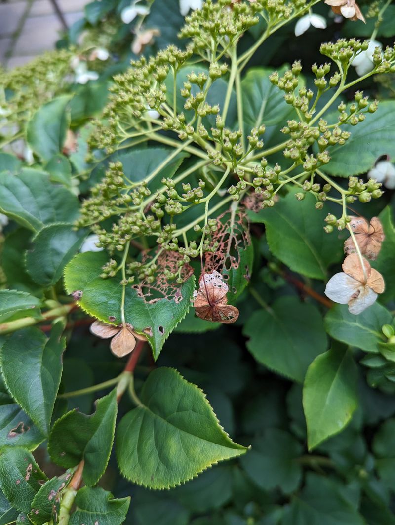 Climbing Hydrangea (Hydrangea anomala petiolaris)