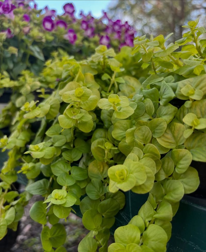 Creeping Jenny – Cute but Way Too Crowded