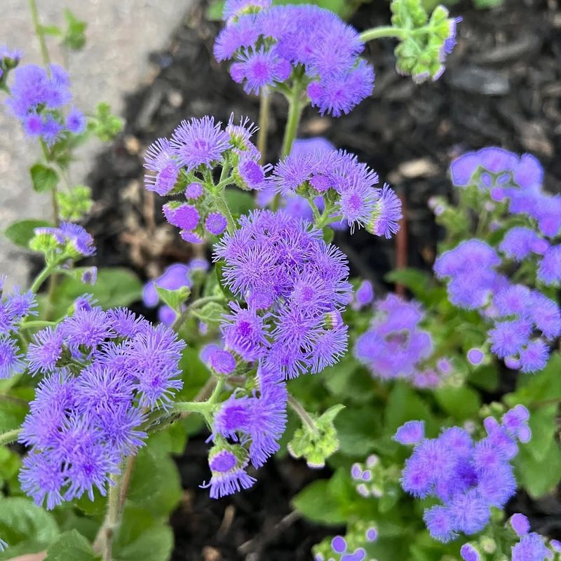 Ageratum