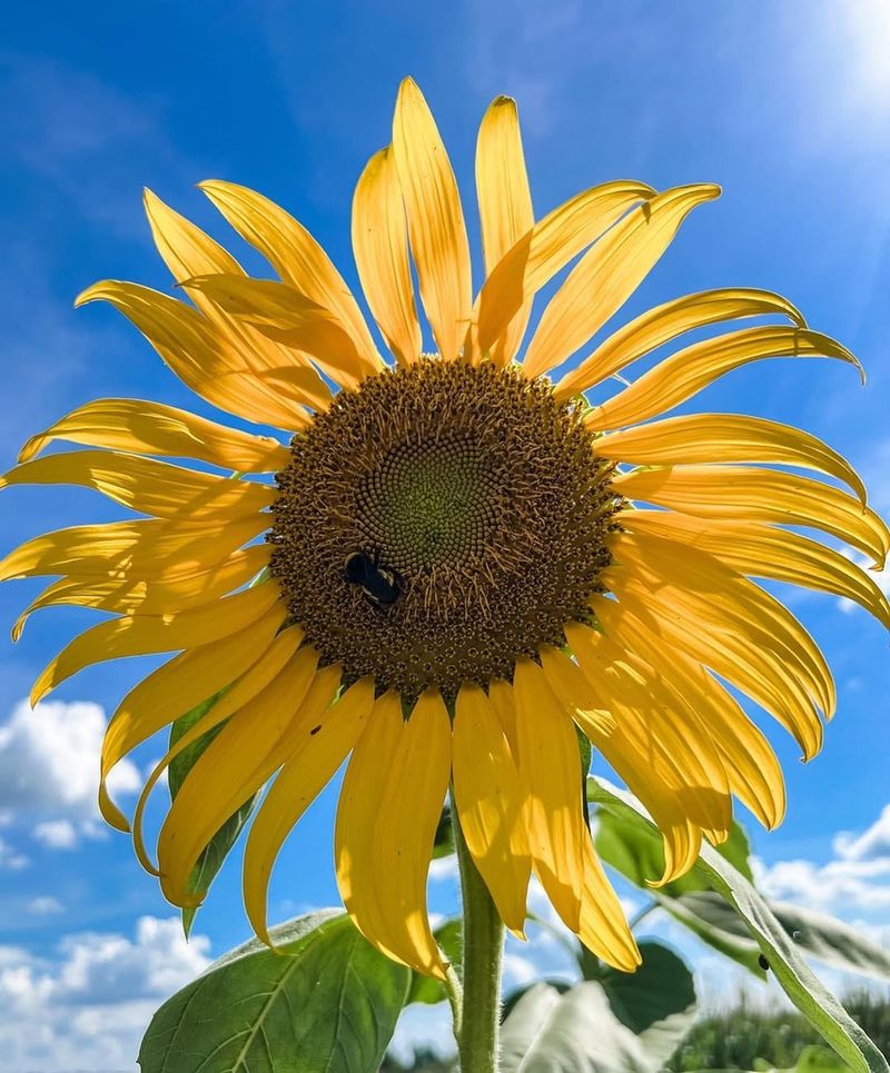 Mammoth Grey Stripe Sunflower