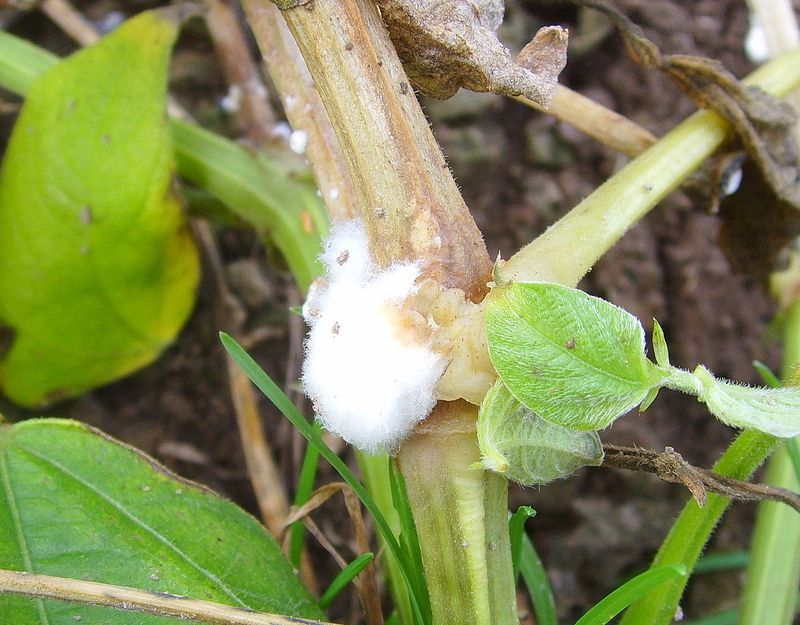 Sclerotinia (White Mold)