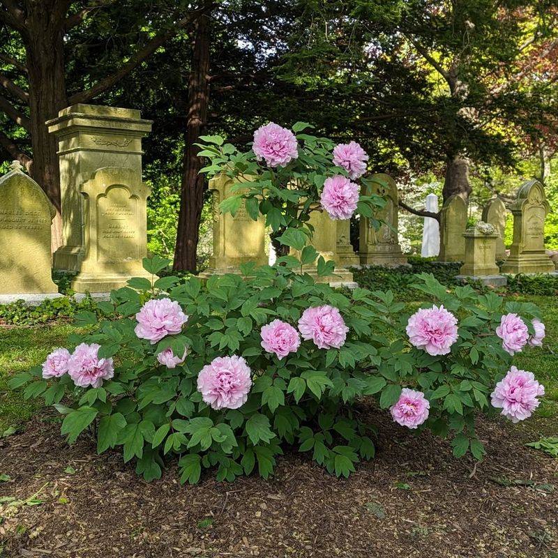 Peony (Paeonia Suffruticosa)