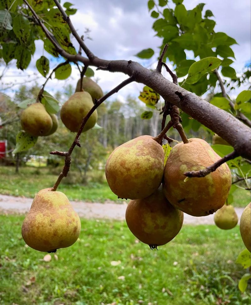 When Will A Newly Planted Pear Tree Start Bearing Fruit?