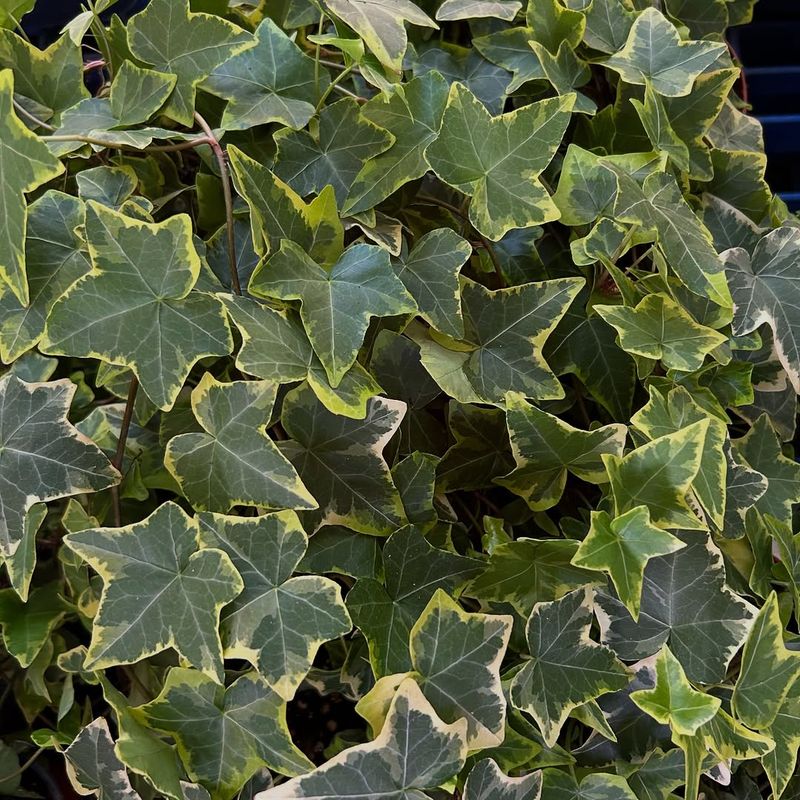 English Ivy