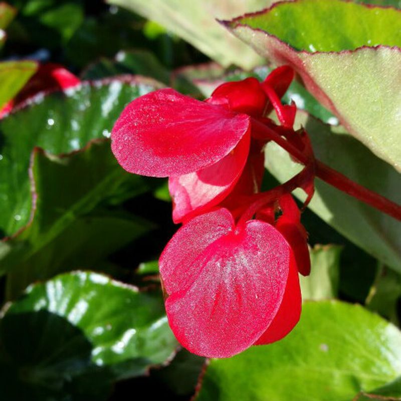 Red-leafed Begonia