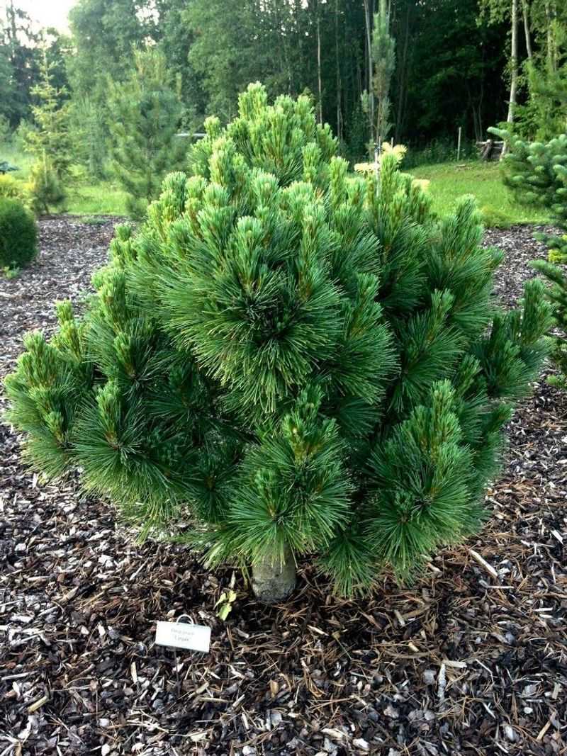 Dwarf Japanese Black Pine