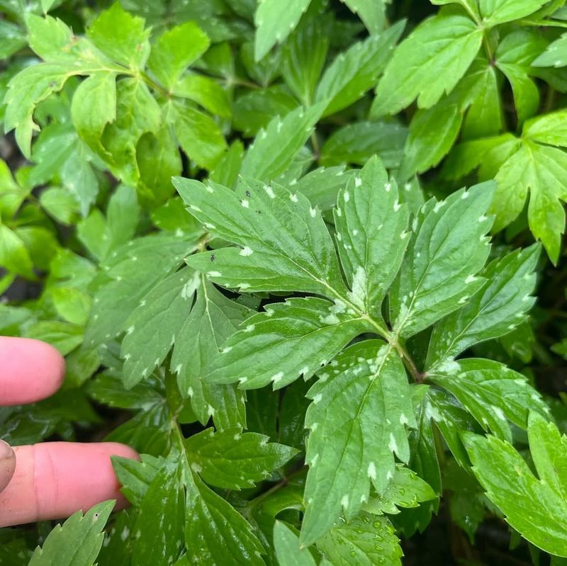 Ground Elder (Aegopodium podagraria)