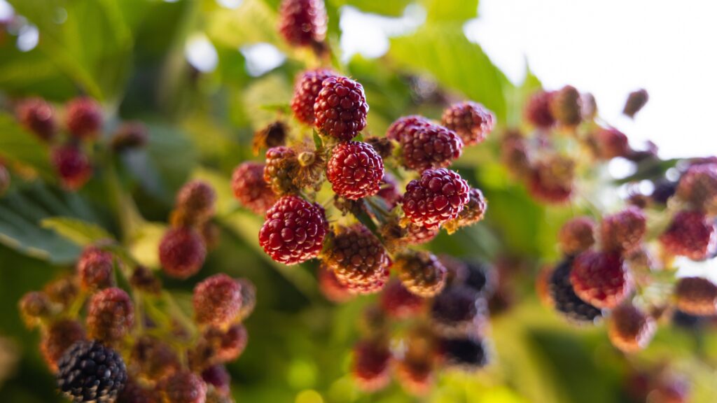 mulberry tree