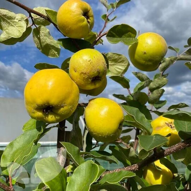 Quince Tree