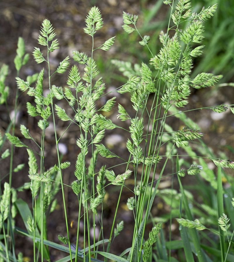 Orchard Grass