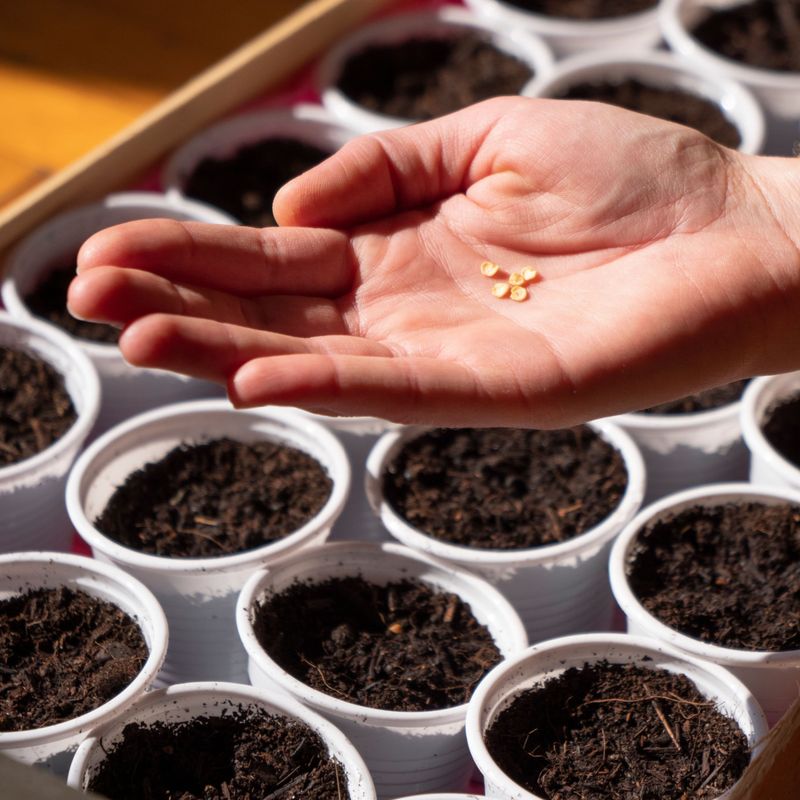 Start Seeds Indoors Before Transplanting