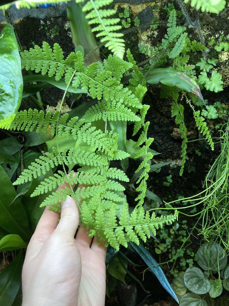 Avoid Placing Ferns Near Heating Or Cooling Vents