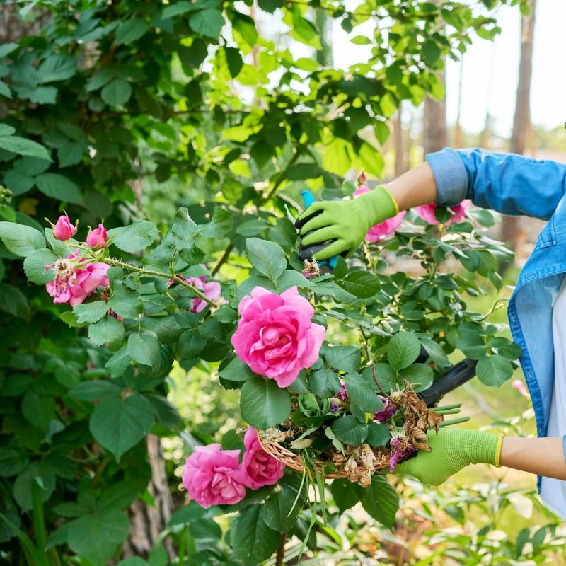 Deadhead for Continuous Blooming