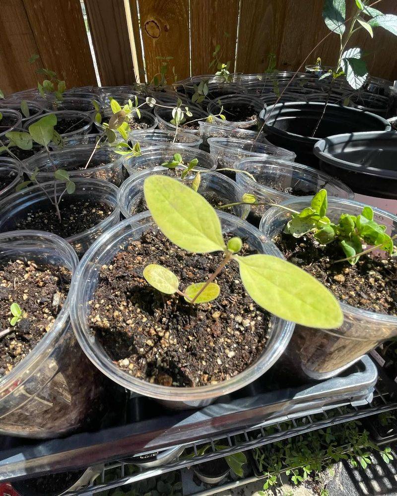 Thin Seedlings for Stronger Growth