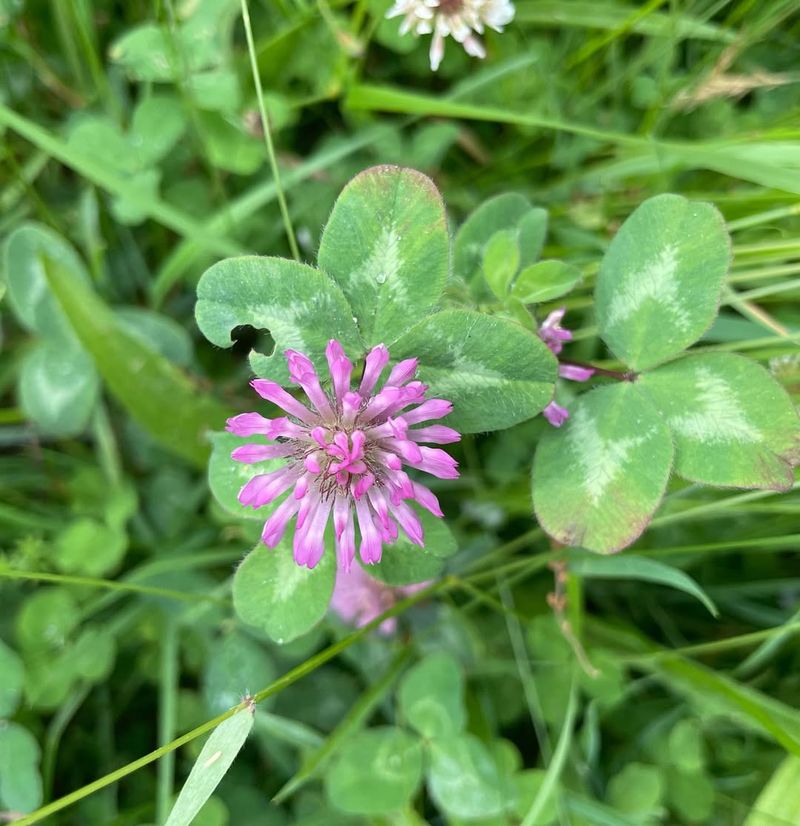 Red Clover (Trifolium pratense) – The Hormonal Balancer