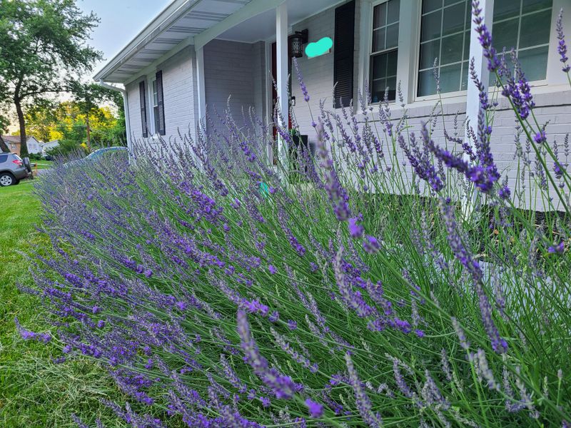 Phenomenal Lavender