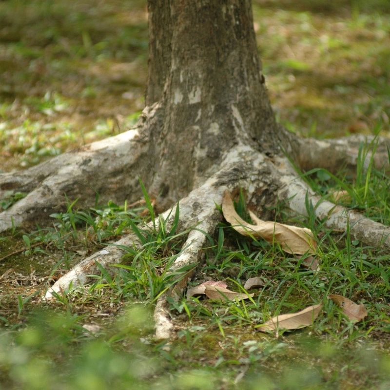 Roots Lifting or Disturbing the Ground