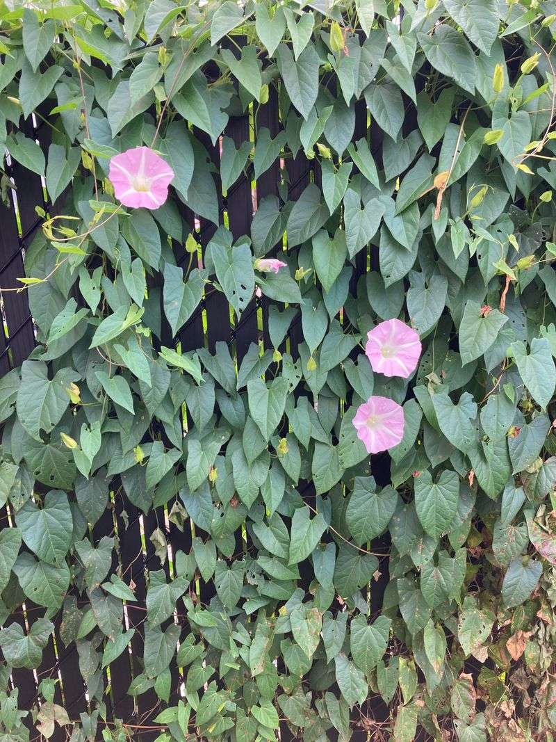 Field Bindweed