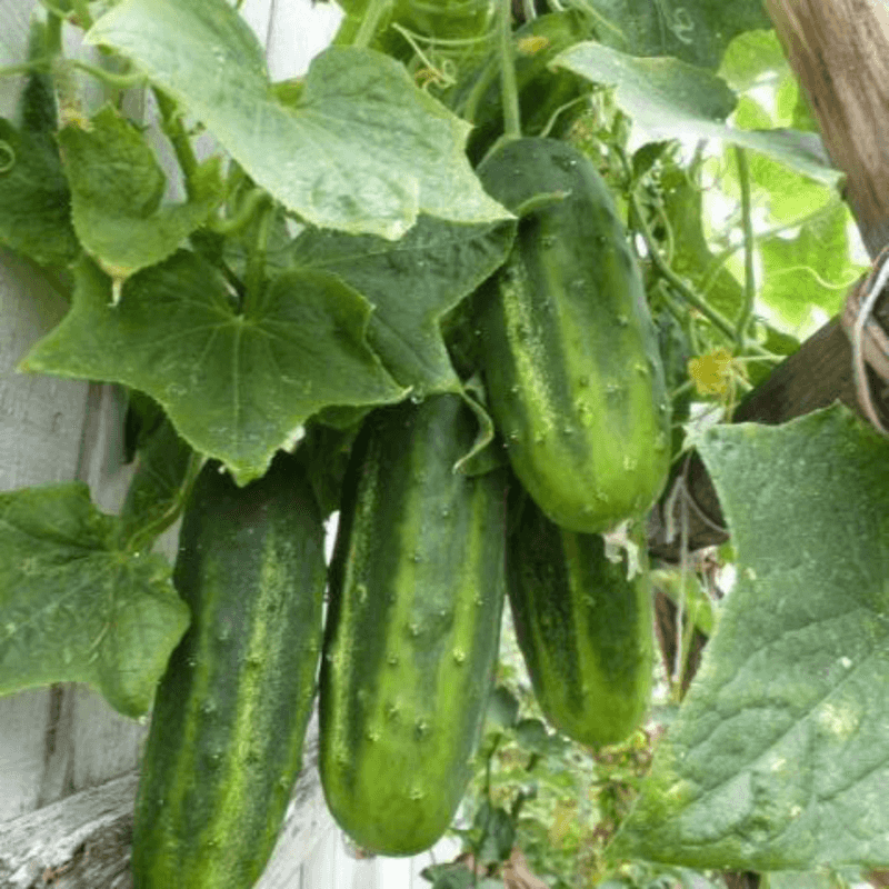 Cucumber