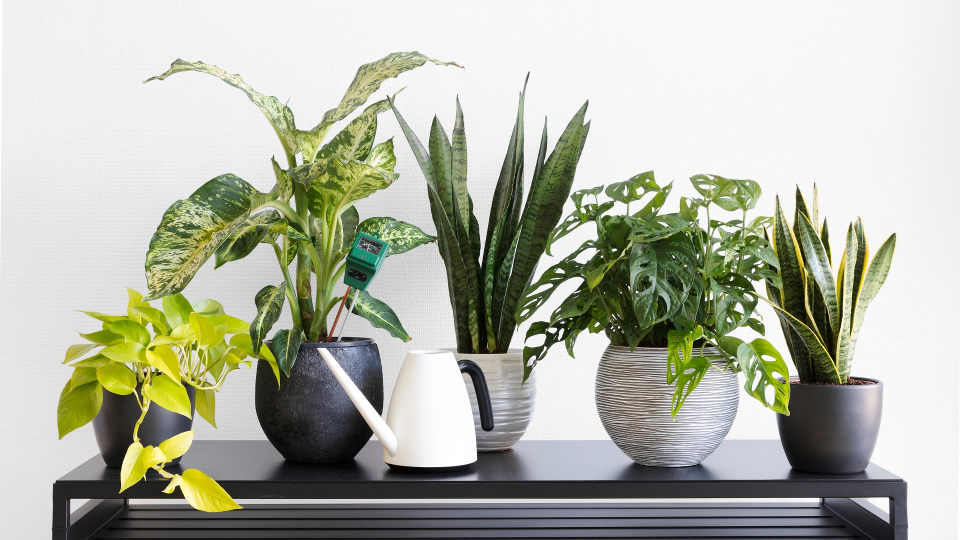 light living room with plant collection