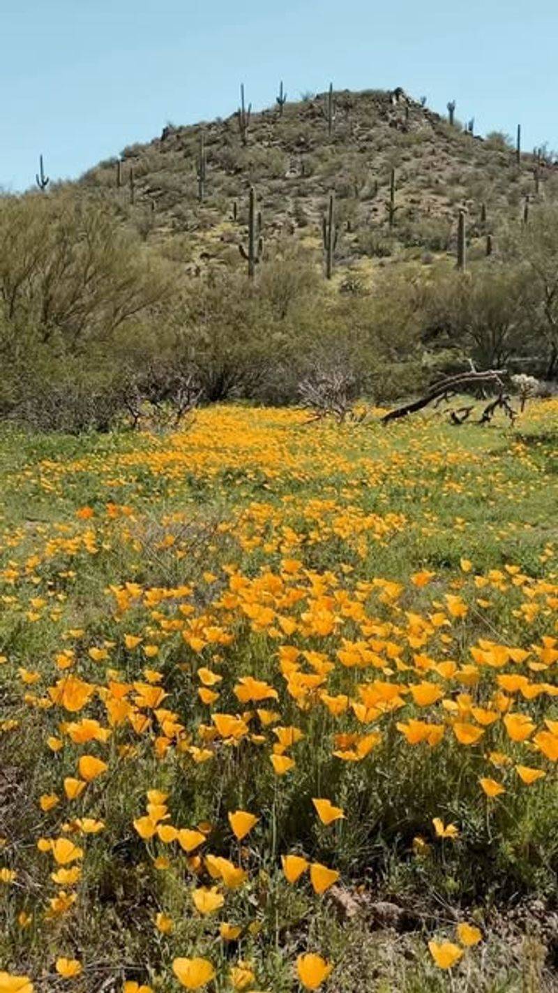 Serendipitous Wildflowers