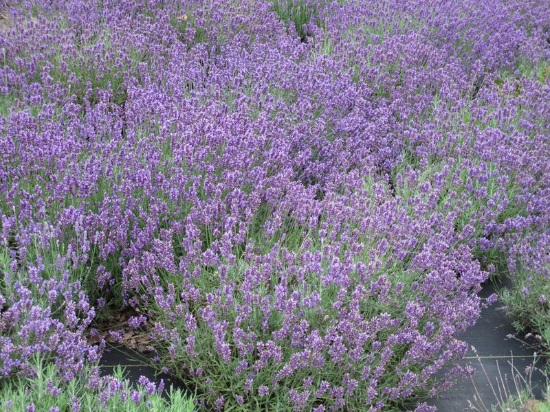 Twickle Purple Lavender