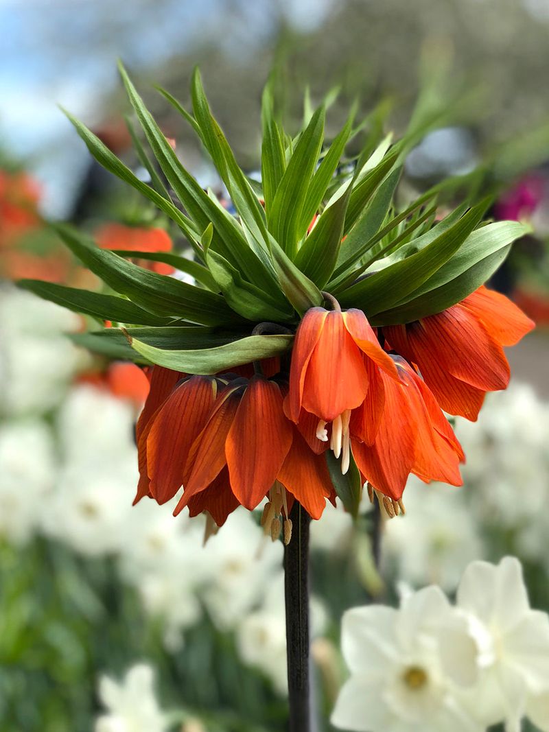 Fritillaria