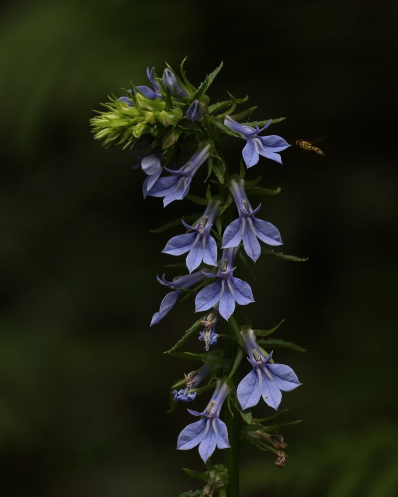 Lobelia