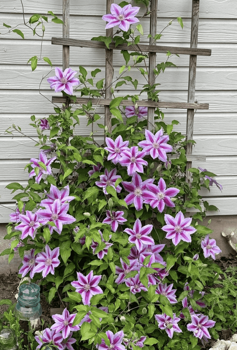 Clematis