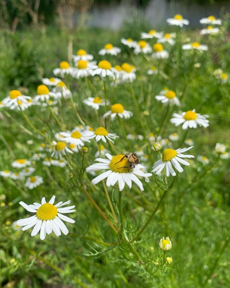 Chamomile