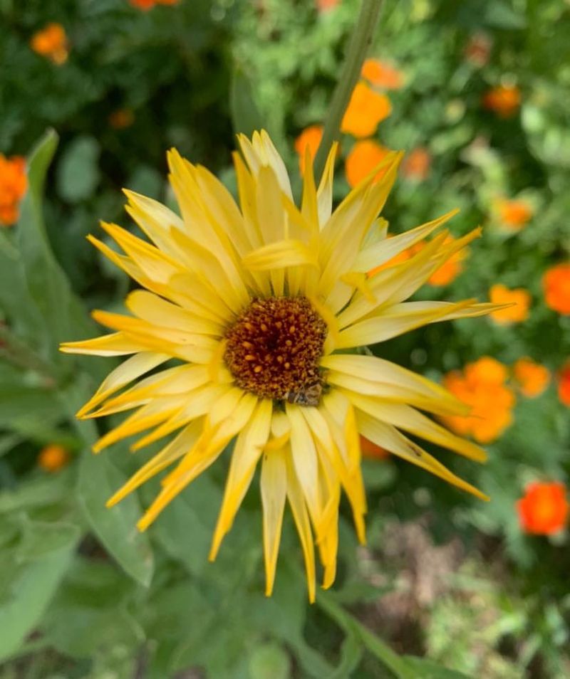 Calendula