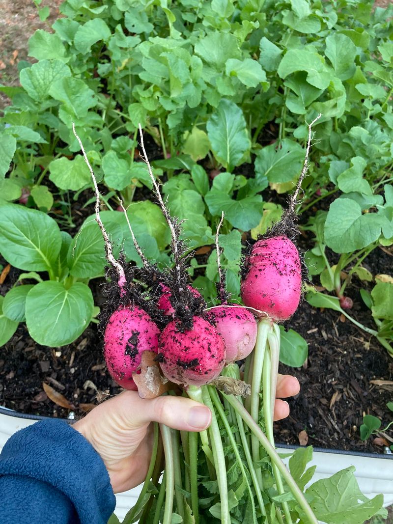 Radishes