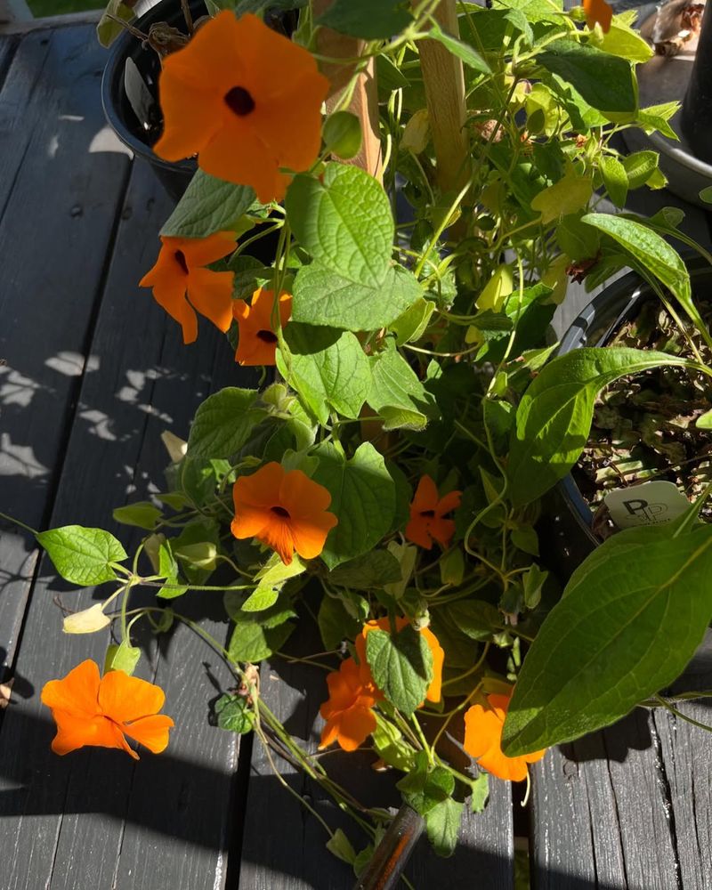 Black-eyed Susan Vine