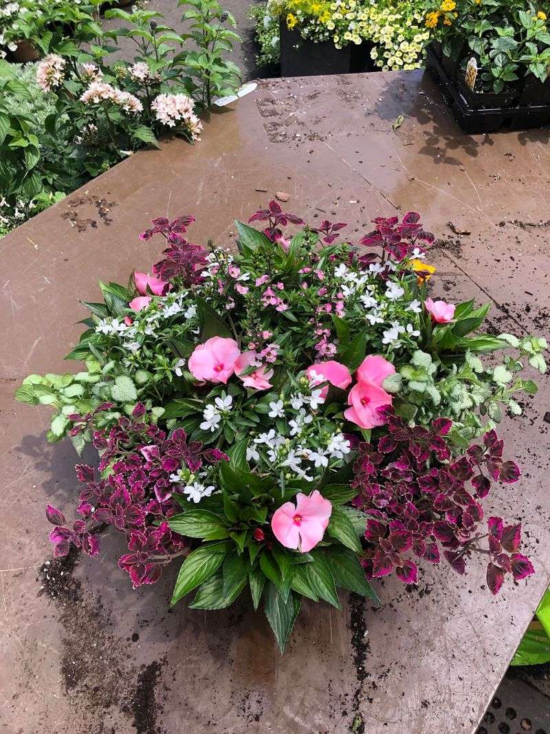 Coleus and Impatiens