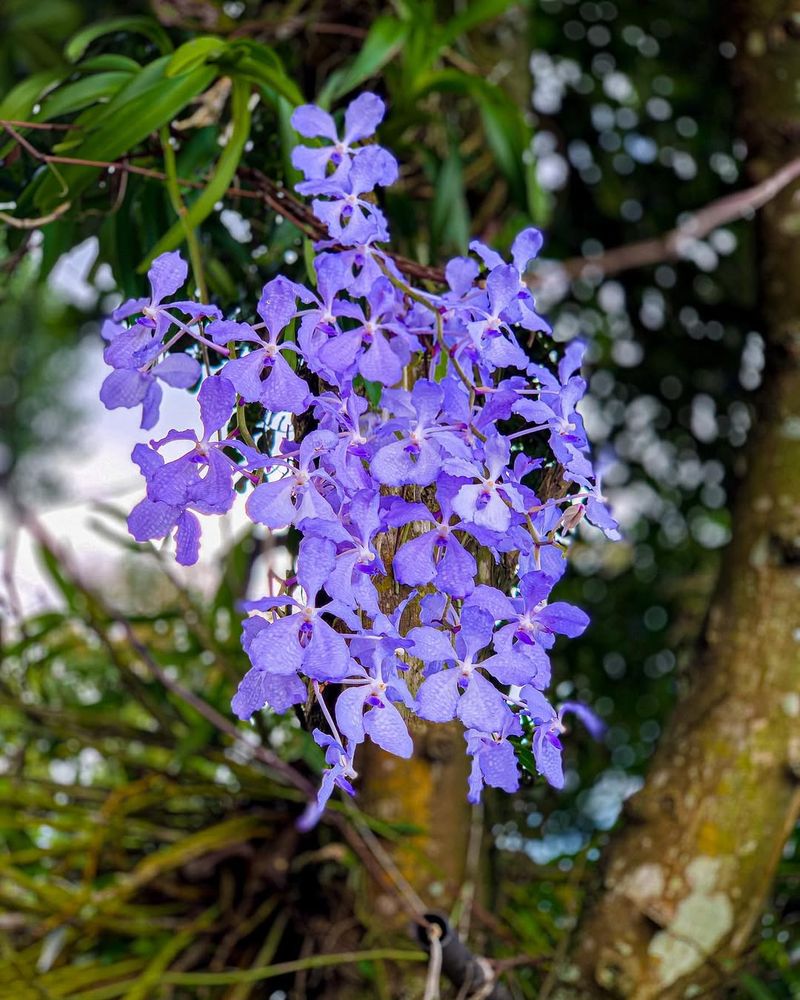 Can You Grow A True Blue Orchid?