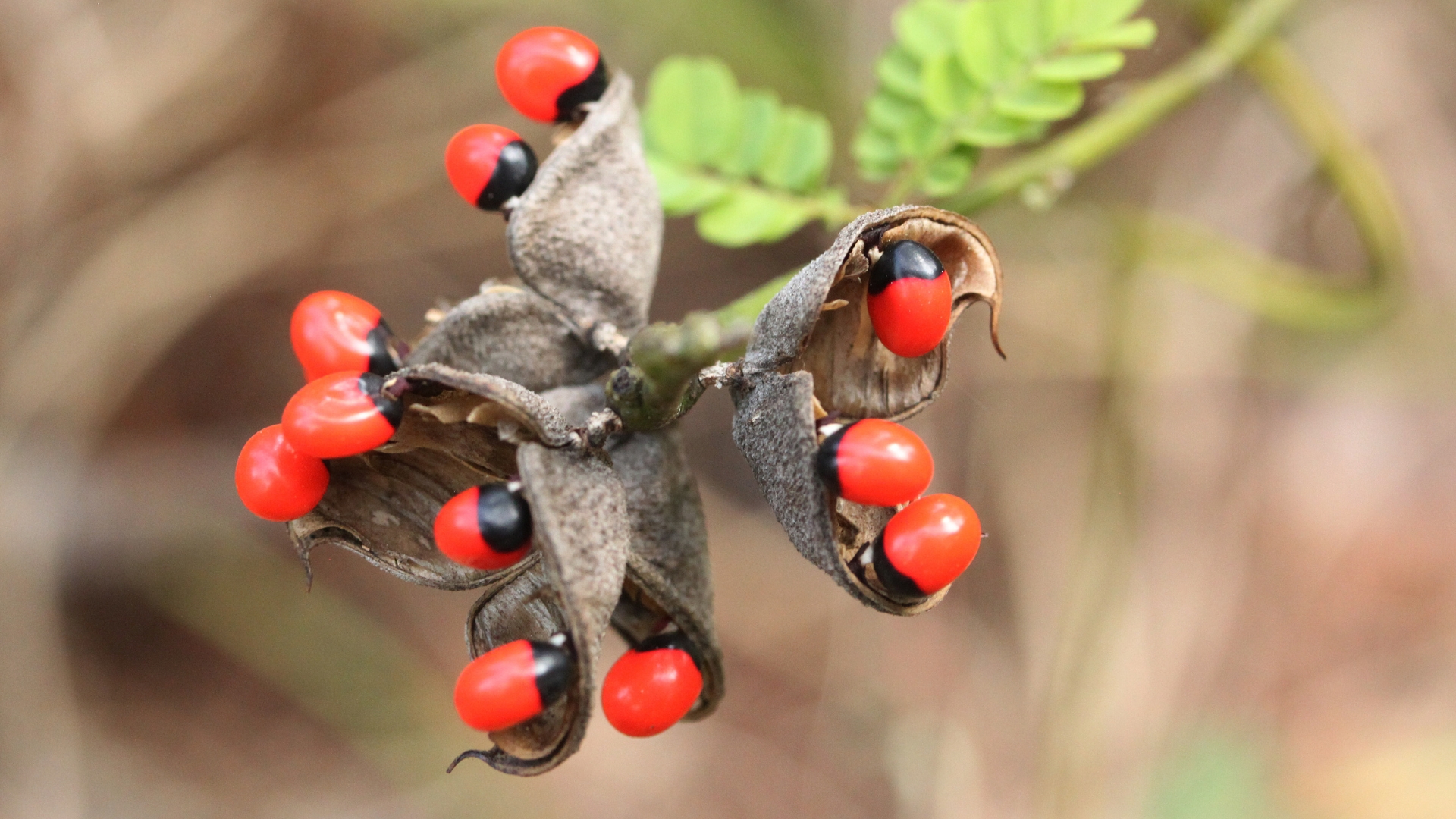 rosary pea tree