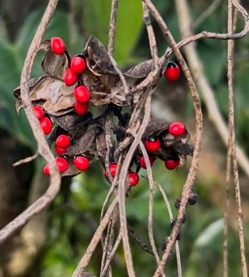 Abrus precatorius (Rosary Pea)