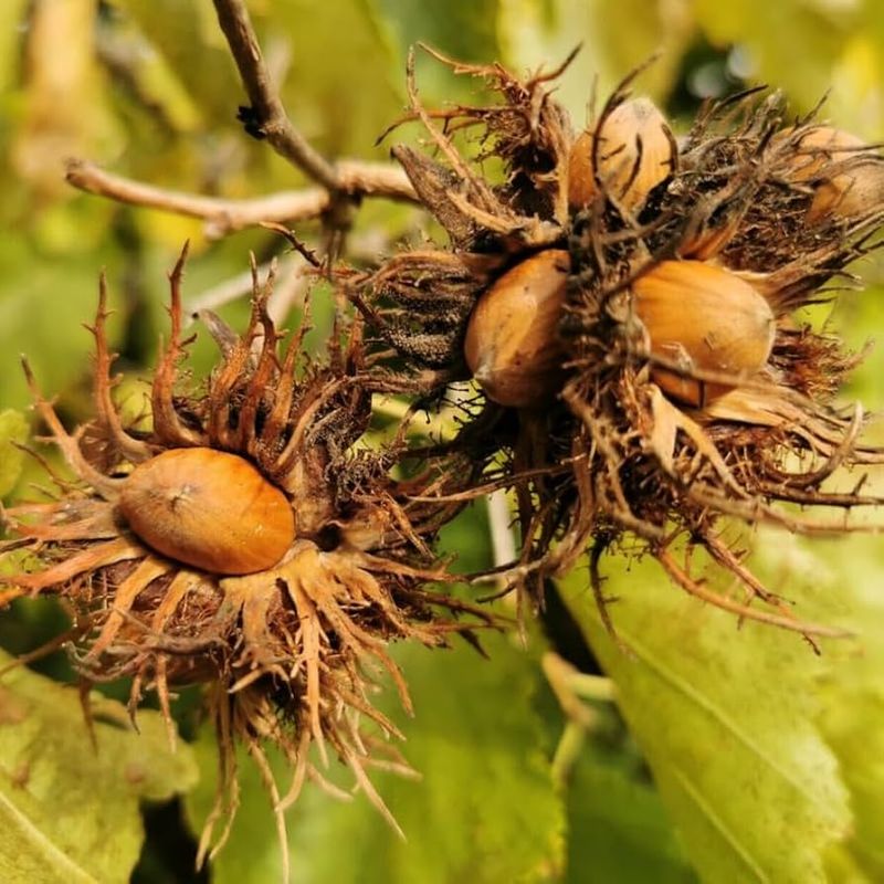 Hazelnut Tree