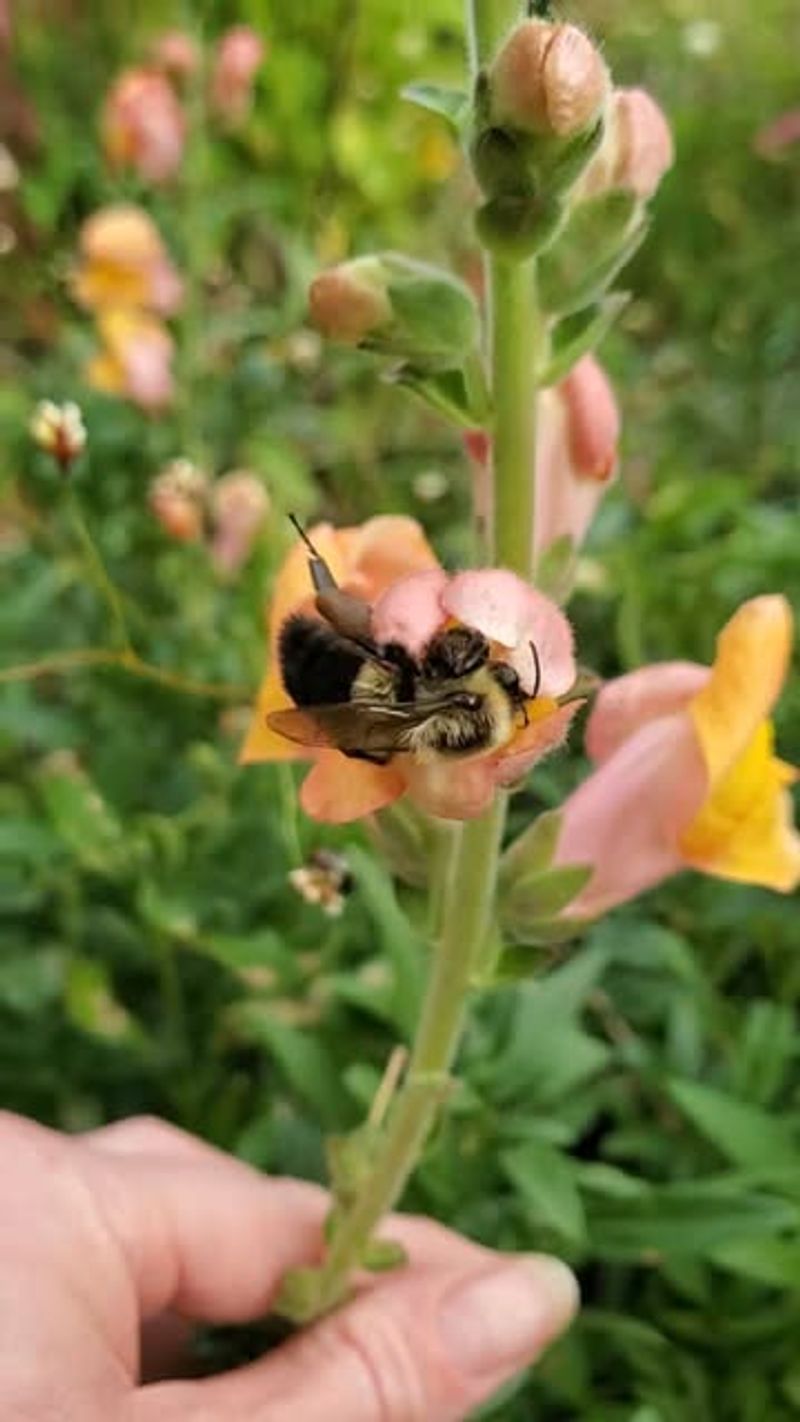 Overlooking Pollination Needs