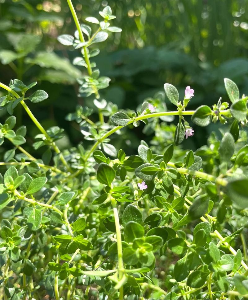 Misjudging Thyme's Hardiness