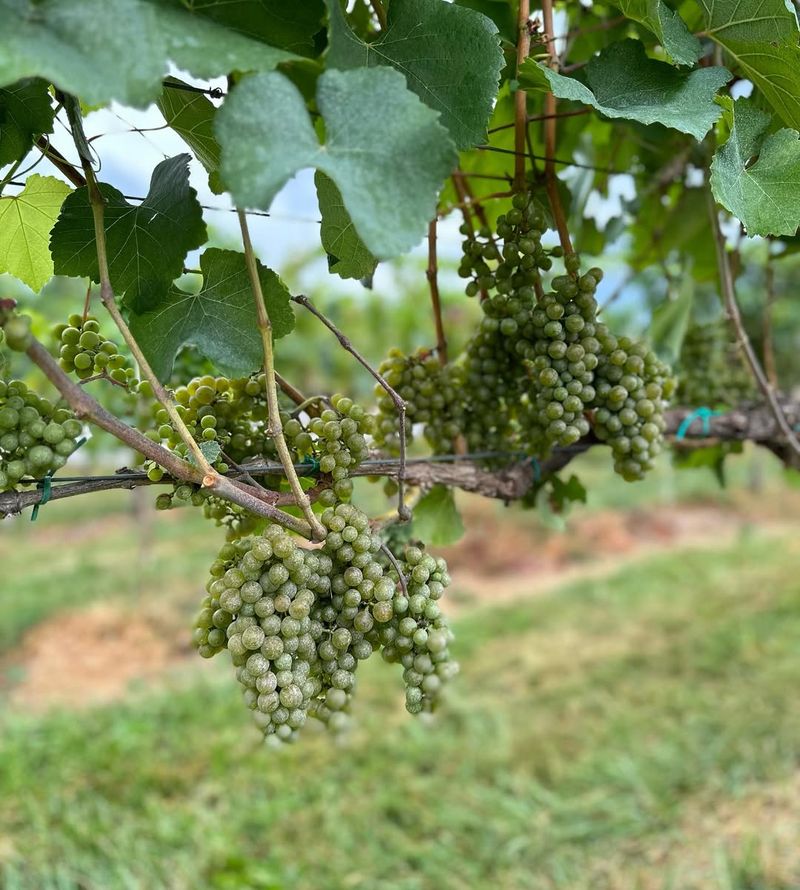 Petit Manseng (France)