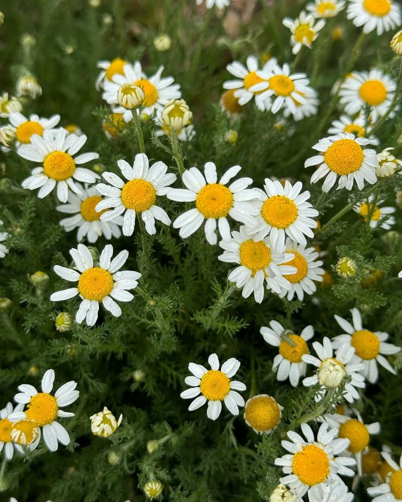 Chamomile