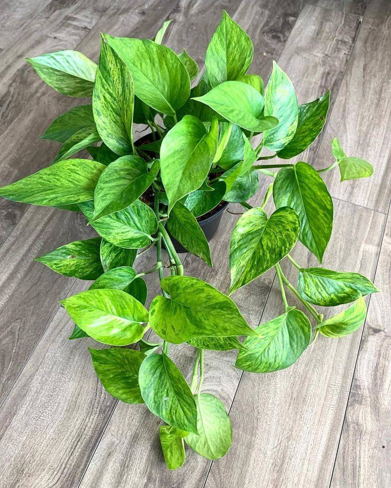 Jessenia Pothos