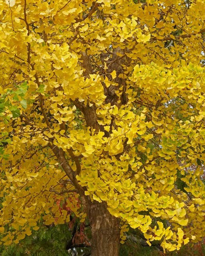 Ginkgo Biloba